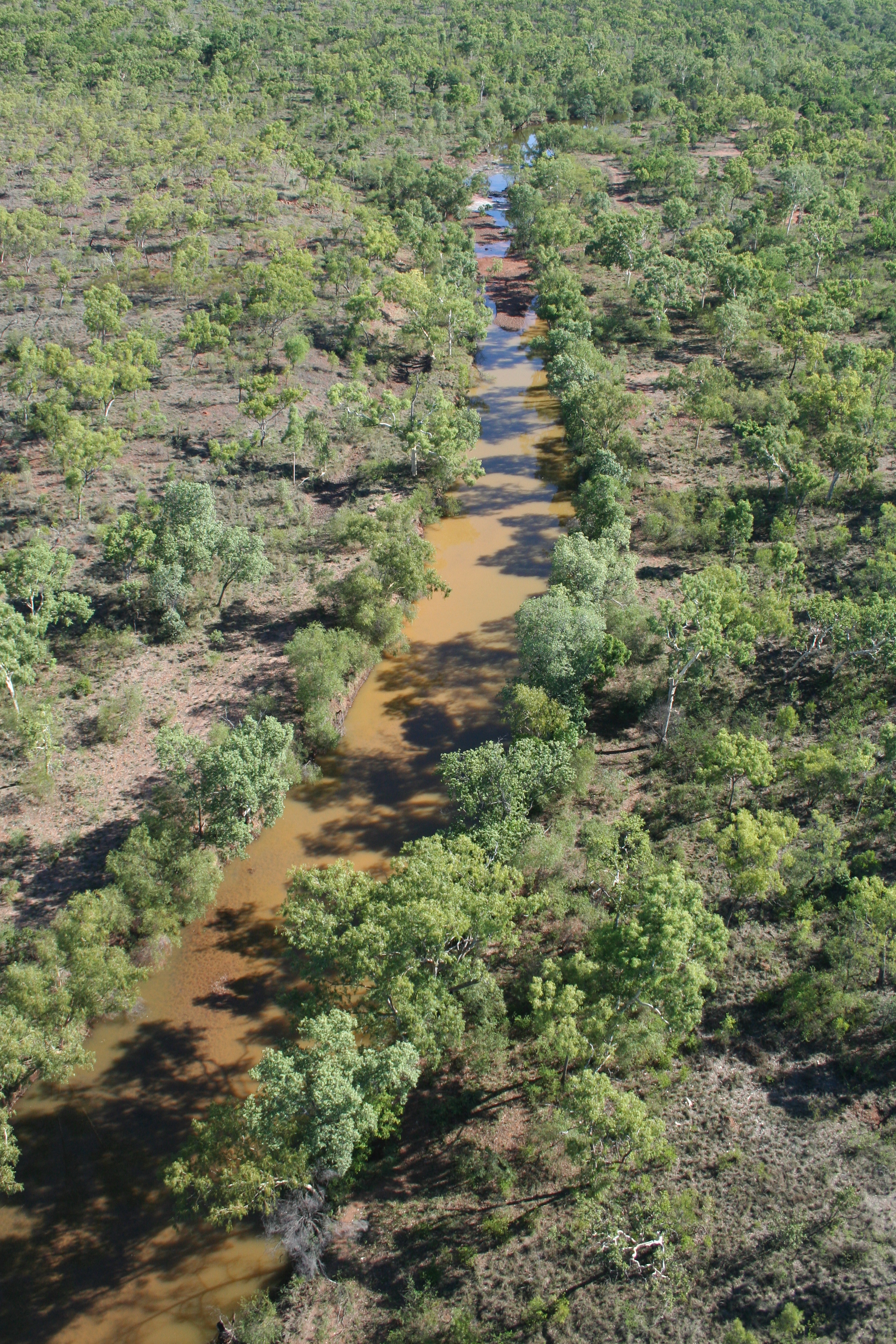 Aerial view of wetland and creek through woodland