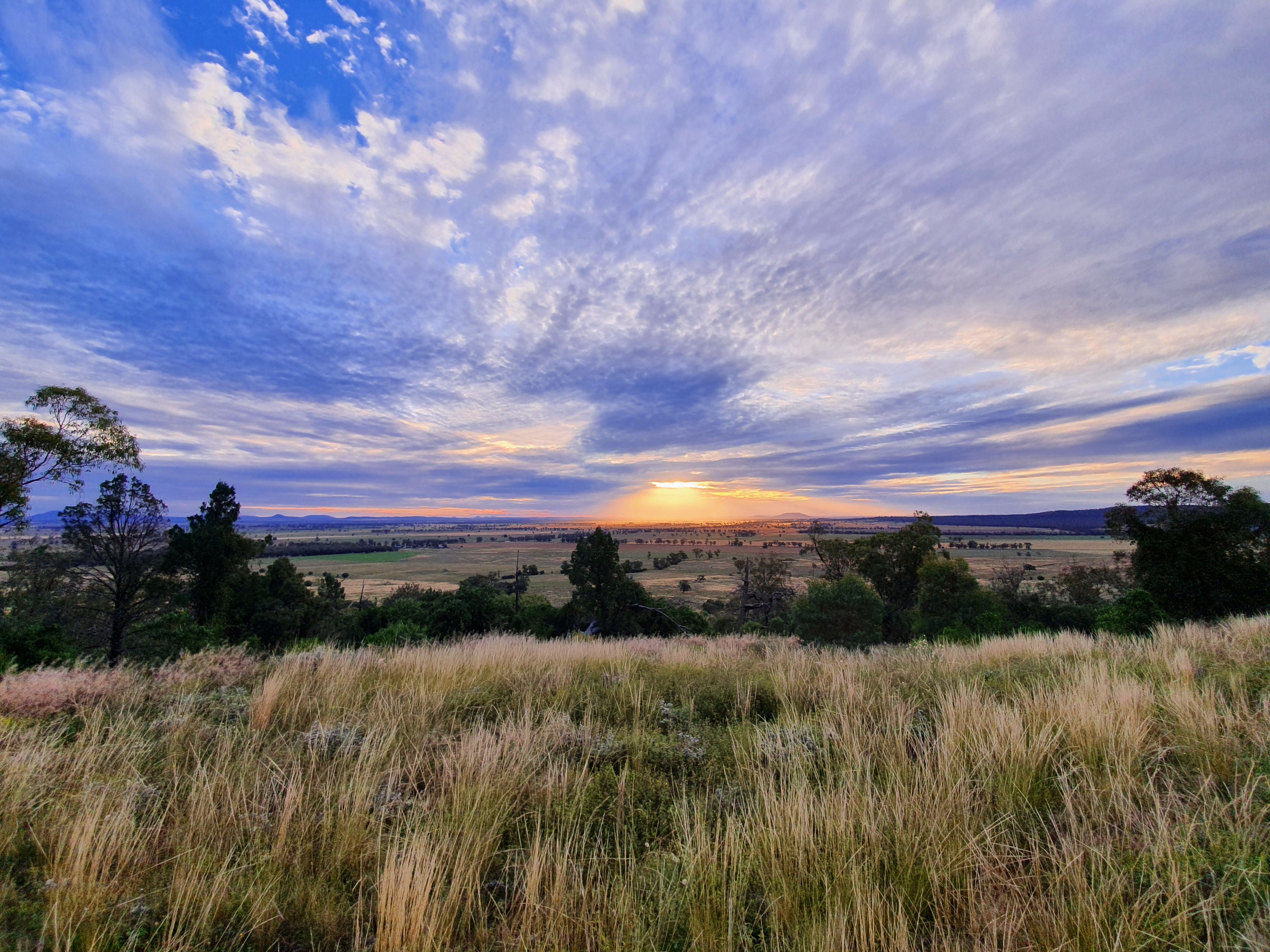 Temperate woodland grassland sunset vista