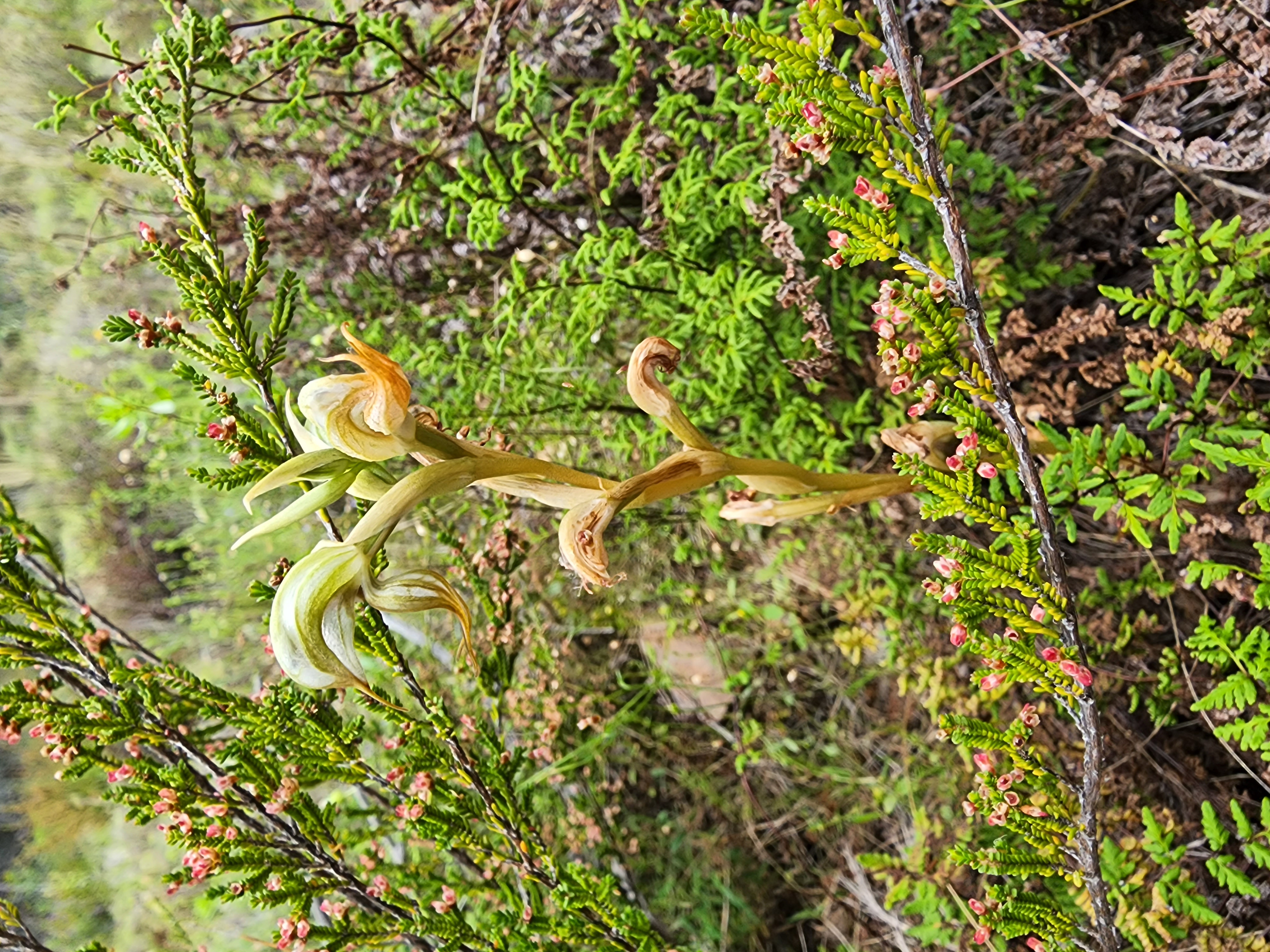 Orchid in natural heathland habitat