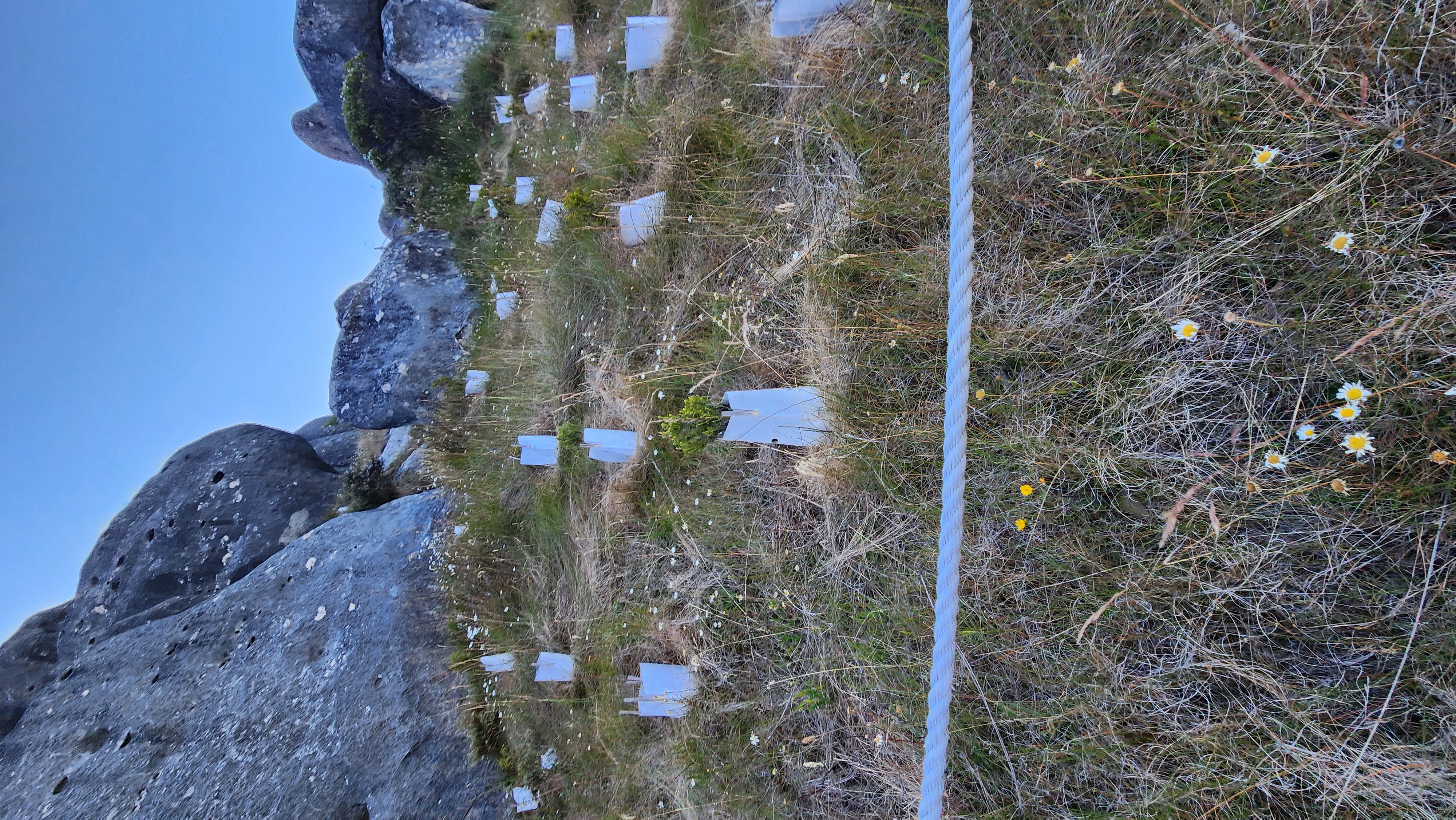 Rehabilitation monitoring plot with blue flags and granite tors