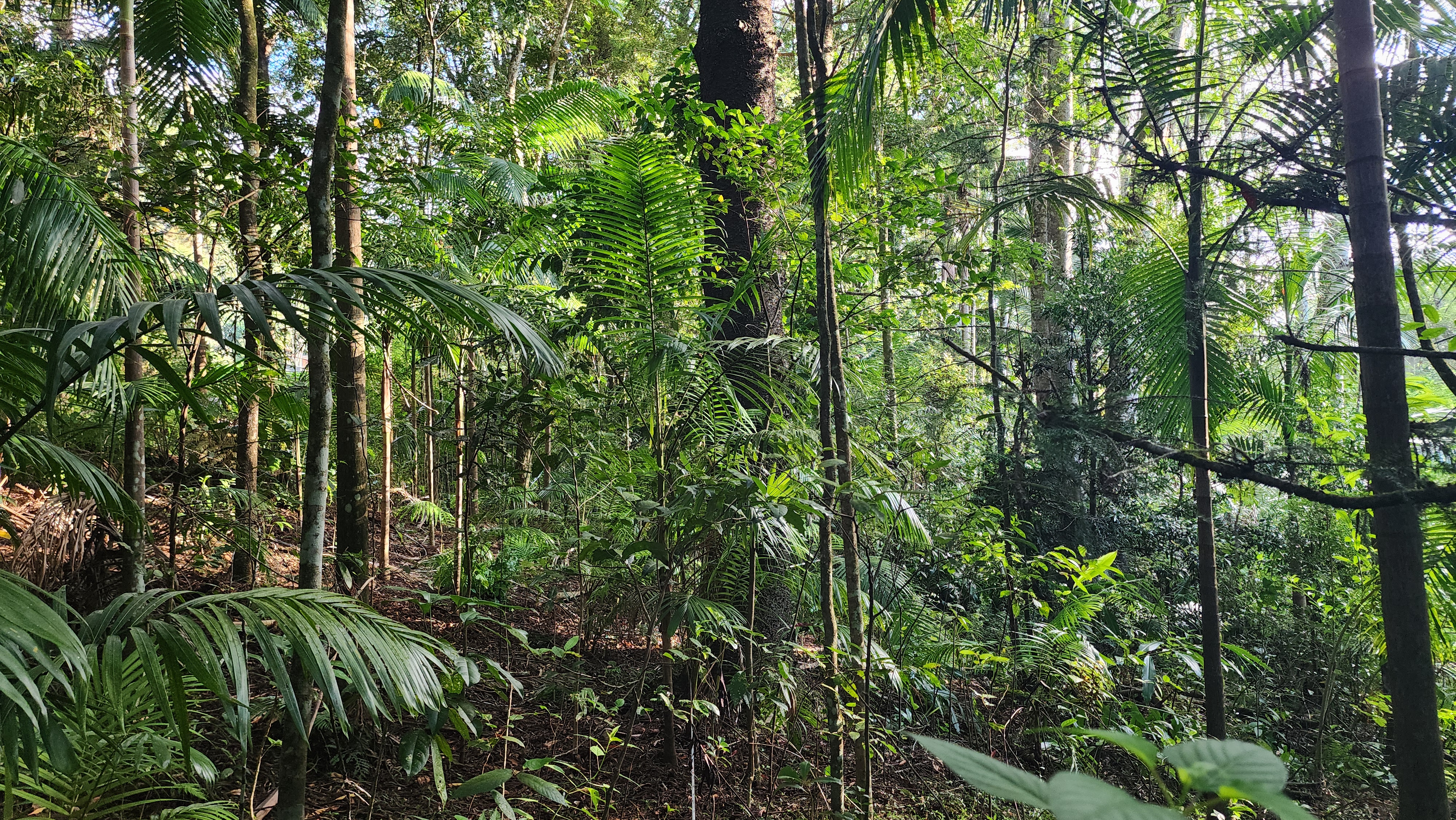 Rainforest and wet sclerophyll vegetation