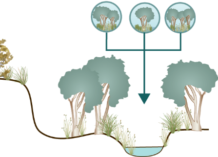 Ecosystem trajectory diagram