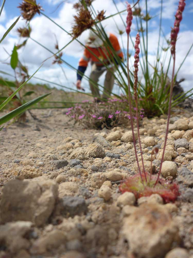 Ground-level botanical detail with field worker
